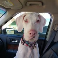 Wewoka Animal Hospital ico