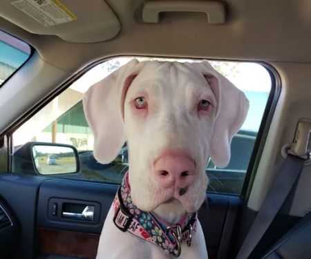 Wewoka Animal Hospital