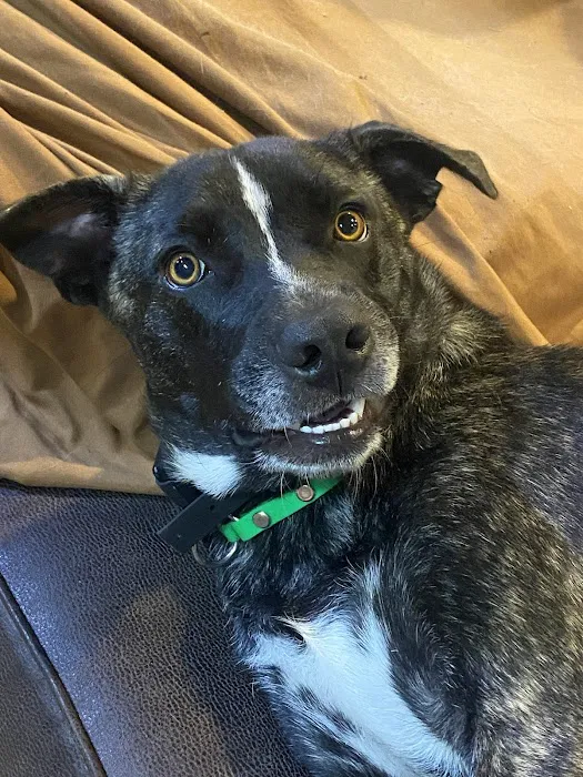 Wewoka Animal Hospital Picture 6