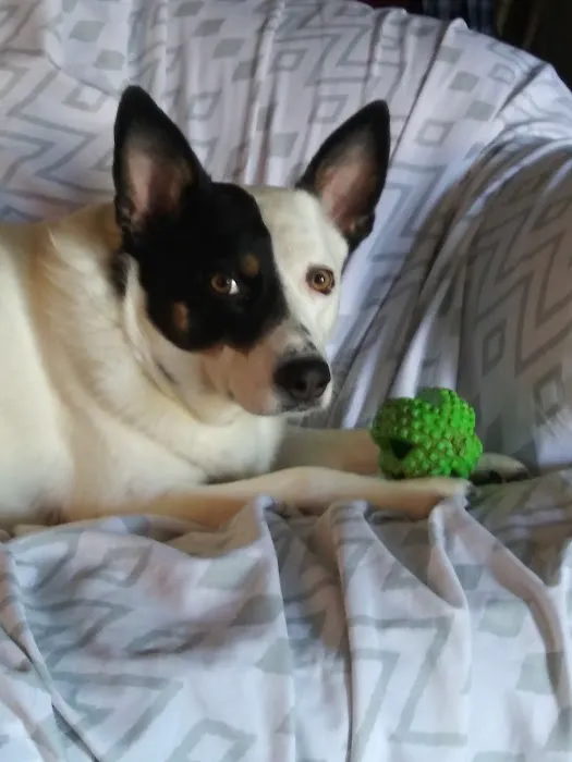 Wewoka Animal Hospital Picture 3