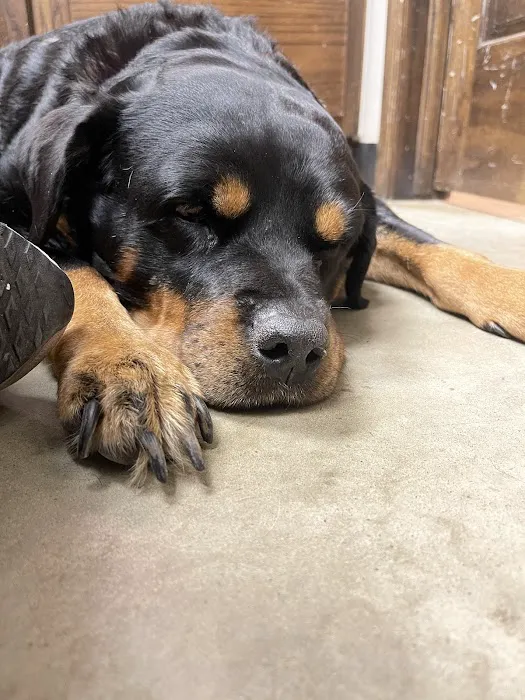 Wewoka Animal Hospital Picture 8