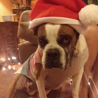 Holdenville Veterinary Clinic ico