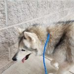 Thunderbird Veterinary Hospital