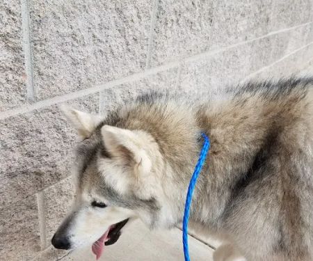 Thunderbird Veterinary Hospital