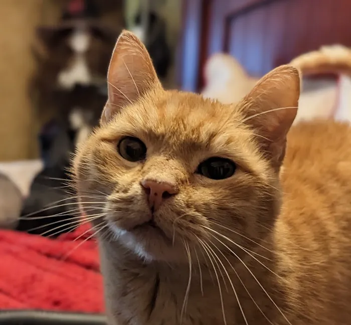 Thunderbird Veterinary Hospital Picture 2