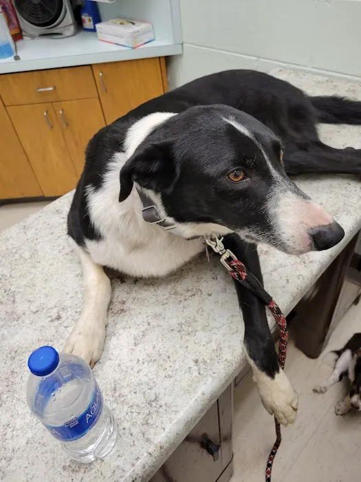 Thunderbird Veterinary Hospital Picture 5