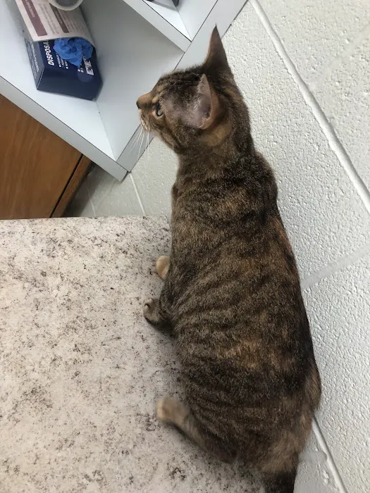 Thunderbird Veterinary Hospital Picture 4