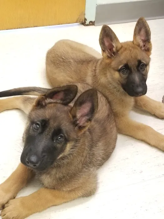 Thunderbird Veterinary Hospital Picture 6