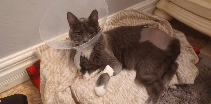 Thunderbird Veterinary Hospital Picture 7