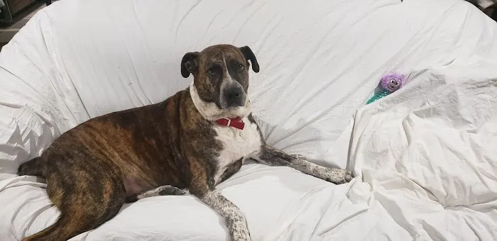 Susan Mack DVM Picture 1