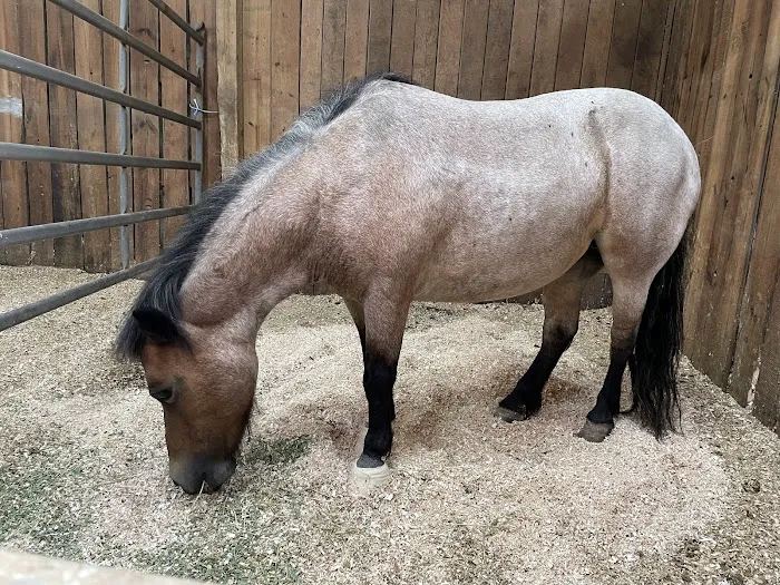 Stillwater Equine Veterinary Services Picture 1