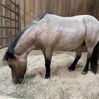 Stillwater Equine Veterinary Services ico