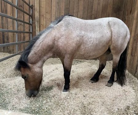 Stillwater Equine Veterinary Services