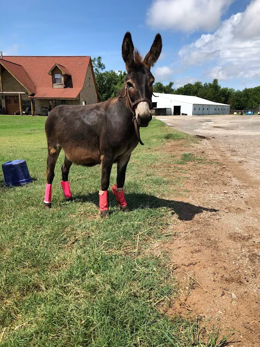 Stillwater Equine Veterinary Services Picture 4