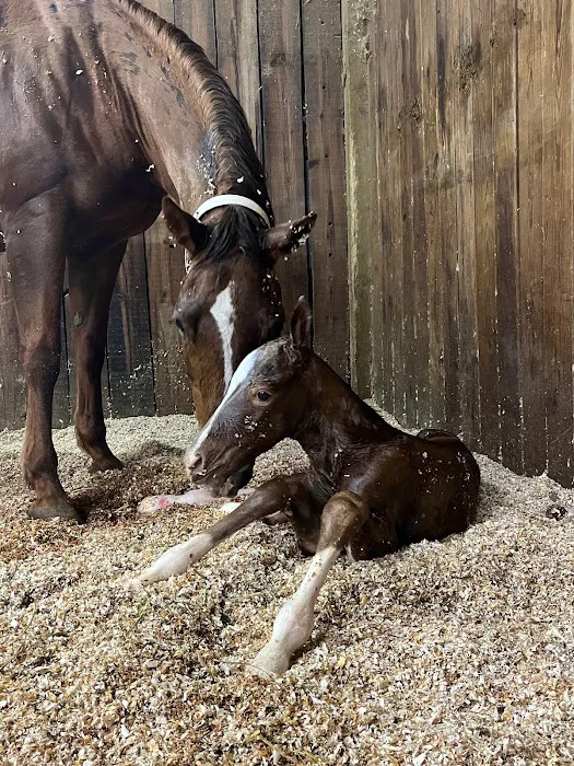 Stillwater Equine Veterinary Services Picture 2