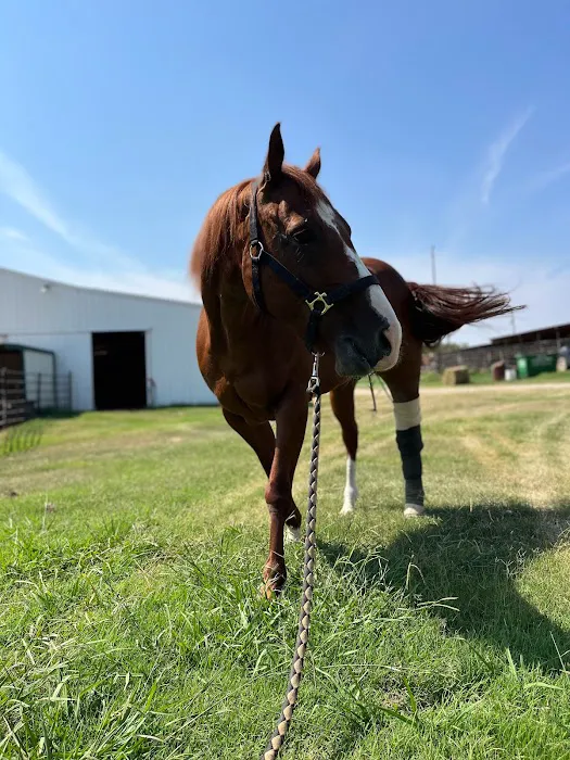 Stillwater Equine Veterinary Services Picture 7