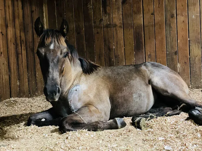 Stillwater Equine Veterinary Services Picture 6