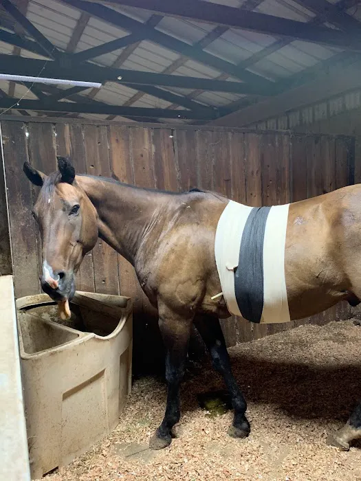 Stillwater Equine Veterinary Services Picture 9