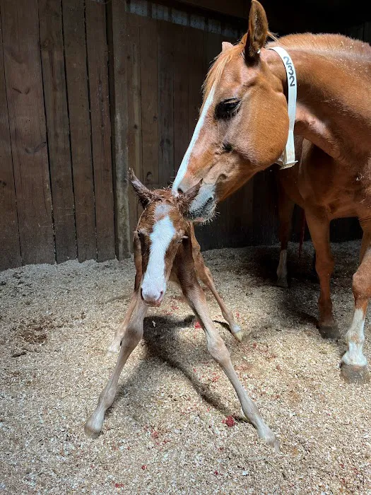 Stillwater Equine Veterinary Services Picture 8