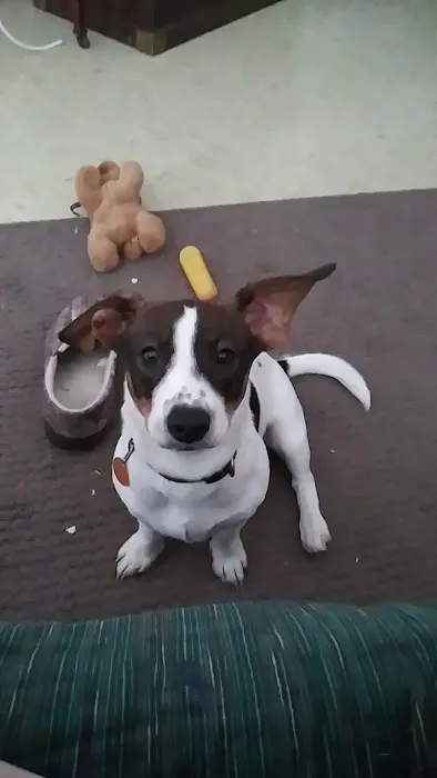 Osage Animal Clinic Picture 1