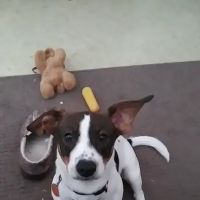 Osage Animal Clinic ico