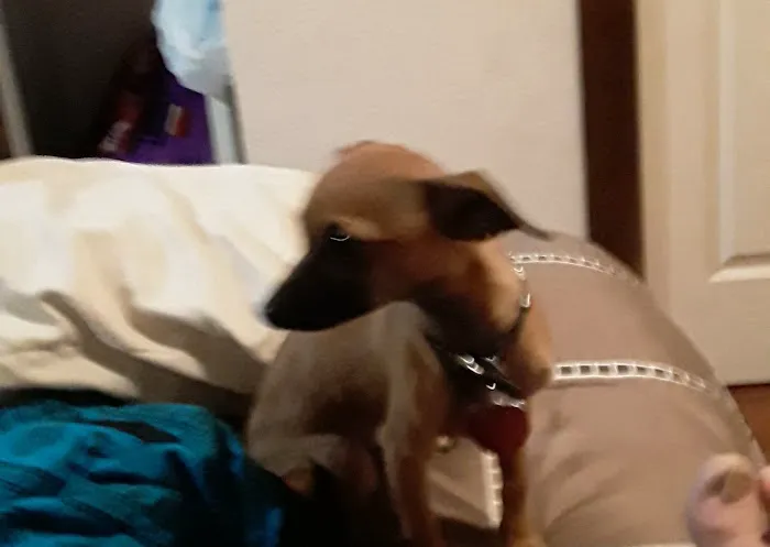 Osage Animal Clinic Picture 2