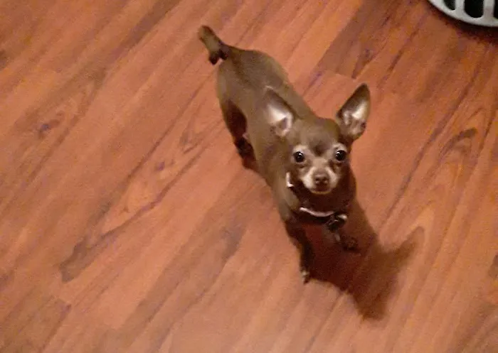 Osage Animal Clinic Picture 3