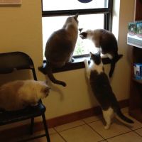 Johnston Veterinary Clinic ico