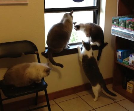 Johnston Veterinary Clinic