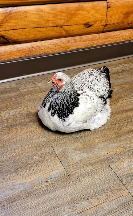 Great Plains Veterinary Services, LLC Picture 1