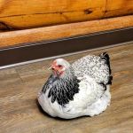 Great Plains Veterinary Services, LLC