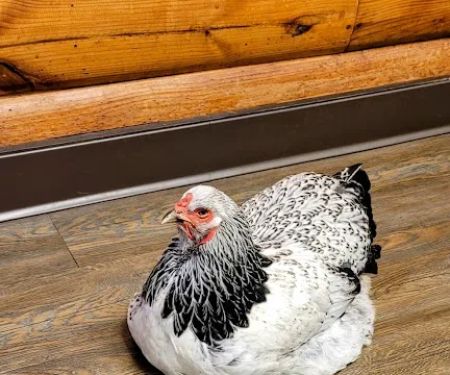 Great Plains Veterinary Services, LLC