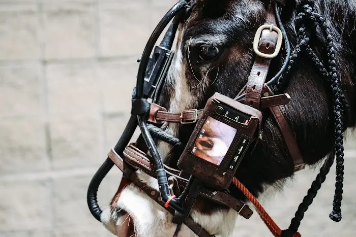 Oakridge Equine Hospital Picture 5