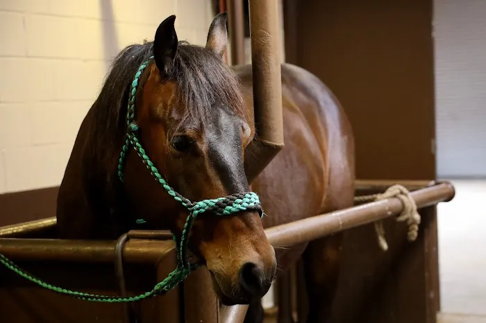 Oakridge Equine Hospital Picture 2