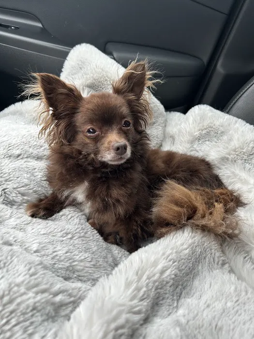 Veterinary Eye Center of Oklahoma Picture 2