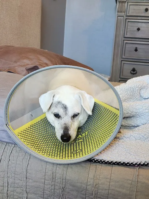 Veterinary Eye Center of Oklahoma Picture 1