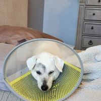 Veterinary Eye Center of Oklahoma ico