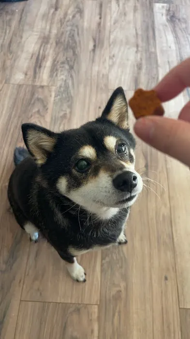 Veterinary Eye Center of Oklahoma Picture 7