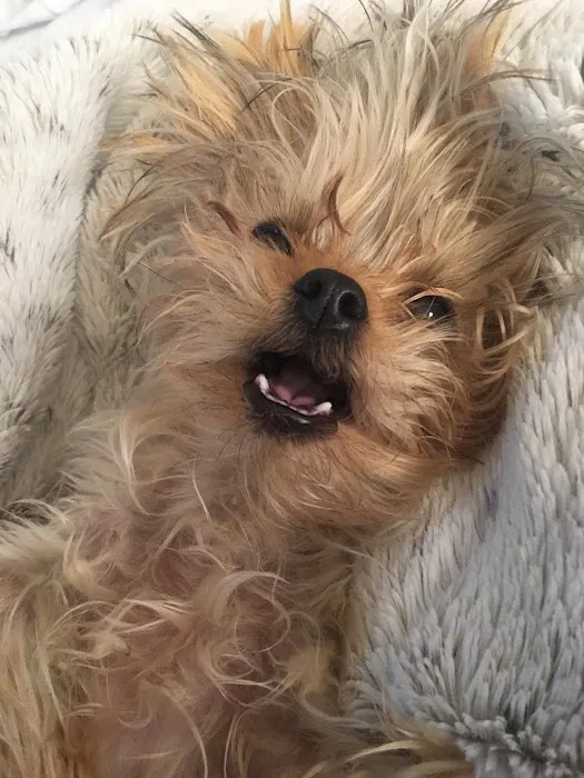 Veterinary Eye Center of Oklahoma Picture 6