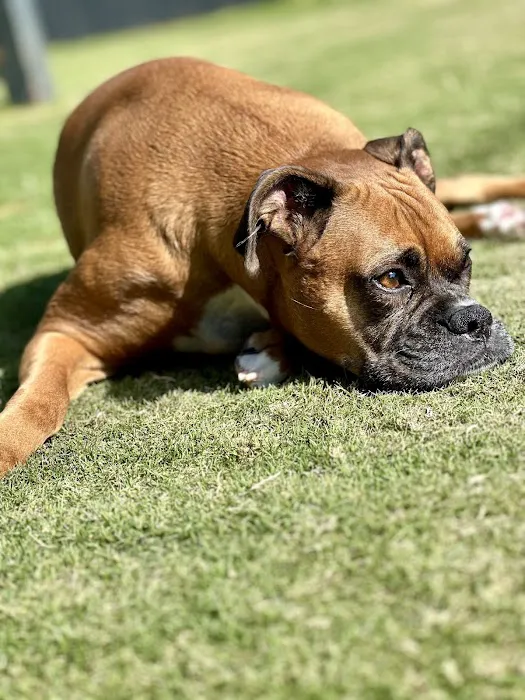 Veterinary Eye Center of Oklahoma Picture 5