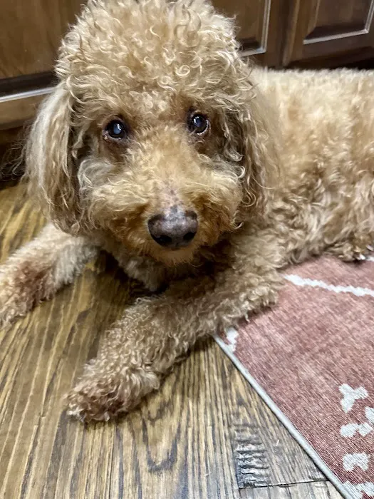 Veterinary Eye Center of Oklahoma Picture 9