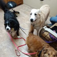 Waterloo Animal Hospital ico