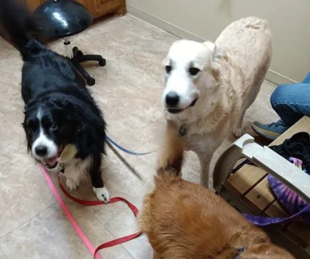 Waterloo Animal Hospital