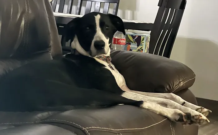 Animal Medical Center I-35 Picture 5