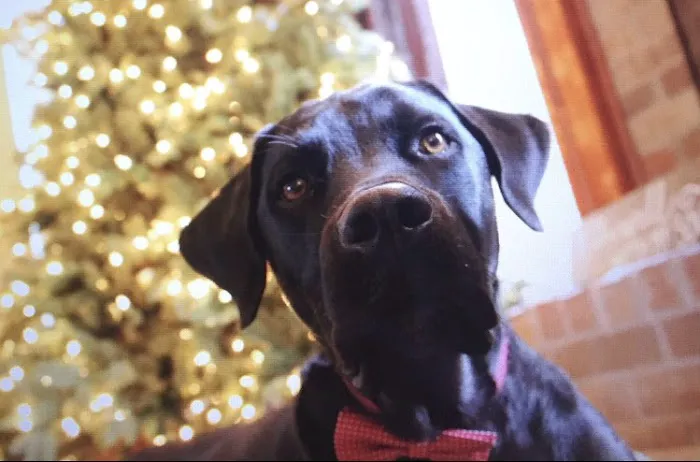 Animal Medical Center I-35 Picture 10