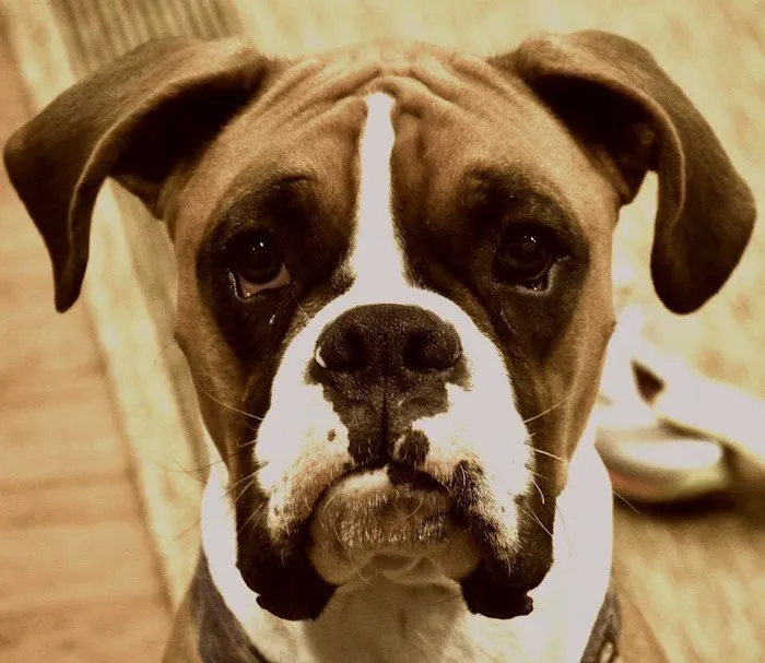 Animal Medical Center I-35 Picture 8