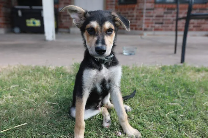 Abri Animal Clinic Picture 1