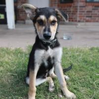 Abri Animal Clinic ico