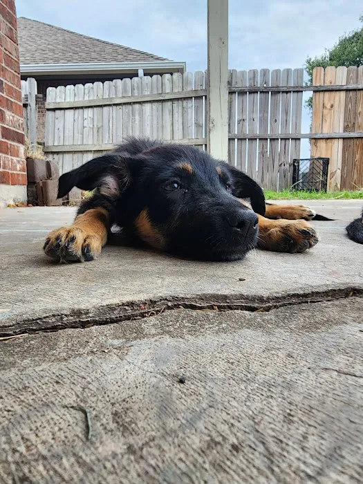 Abri Animal Clinic Picture 4