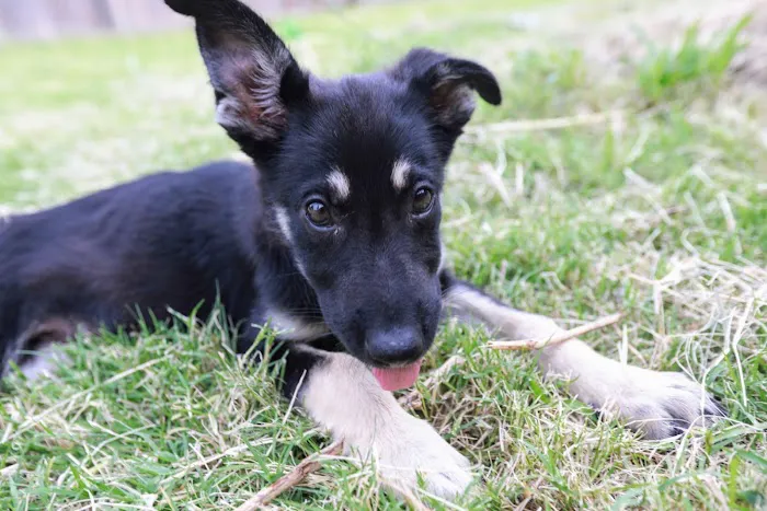 Abri Animal Clinic Picture 3